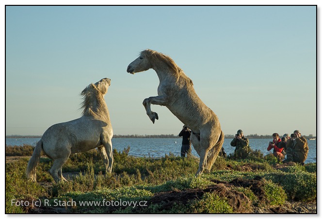 Fotografování koní na břehu moře