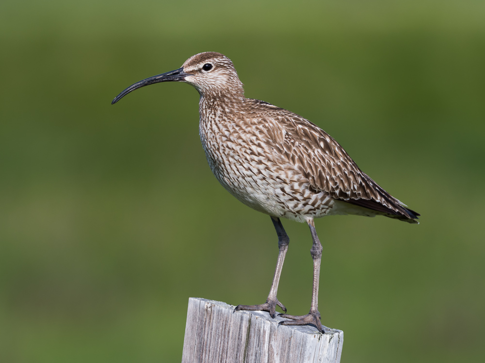 Koliha malá - Numenius phaeopus