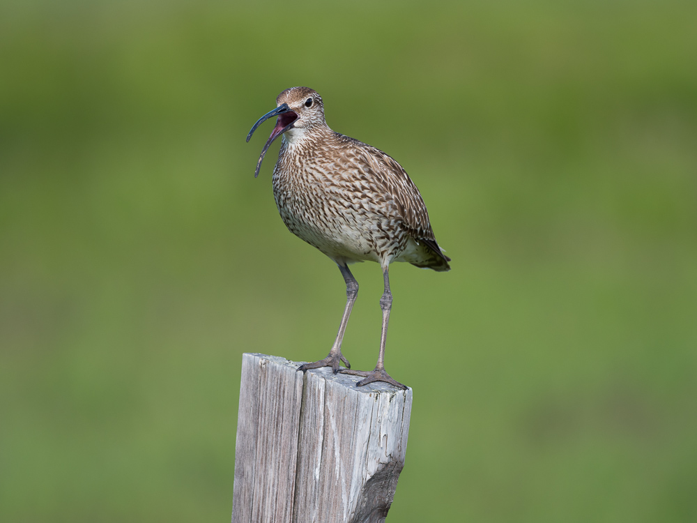 Koliha malá - Numenius phaeopus