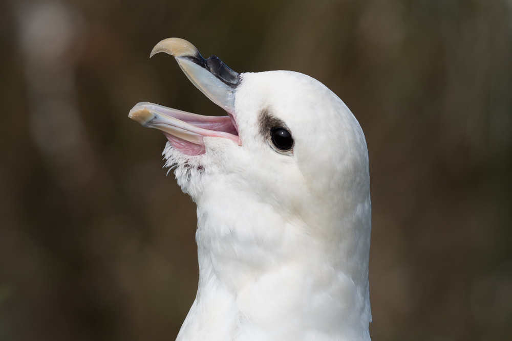 Buřňák lední - Fulmarus glacialis