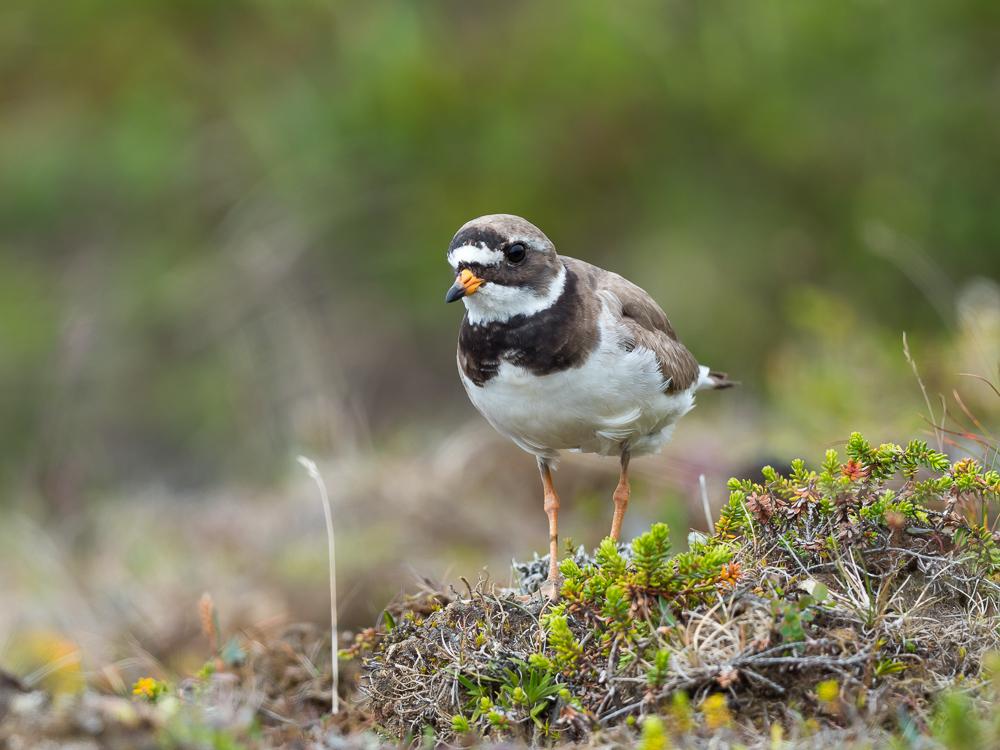 Kulík písečný - Charadrius hiaticula