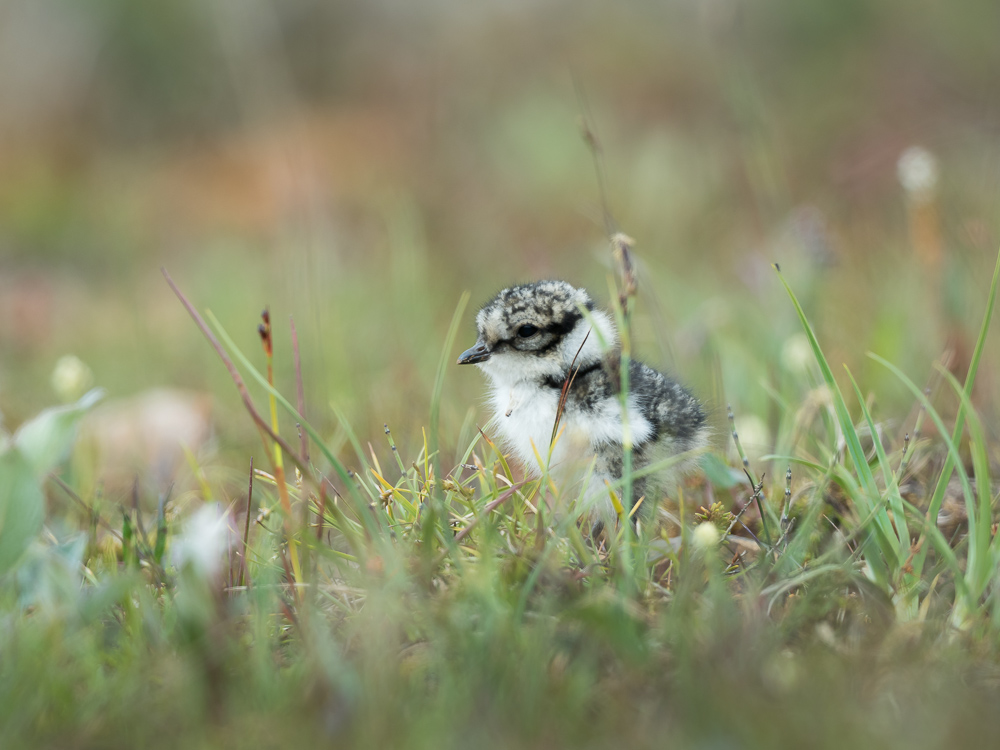 Kulík písečný - Charadrius hiaticula