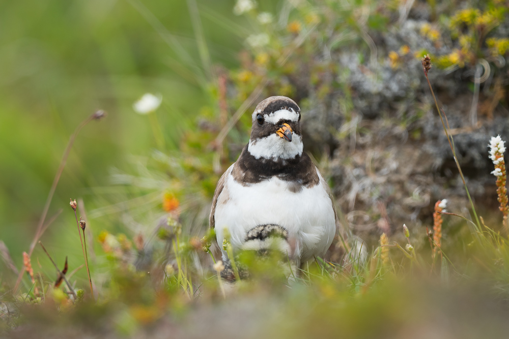 Kulík písečný - Charadrius hiaticula