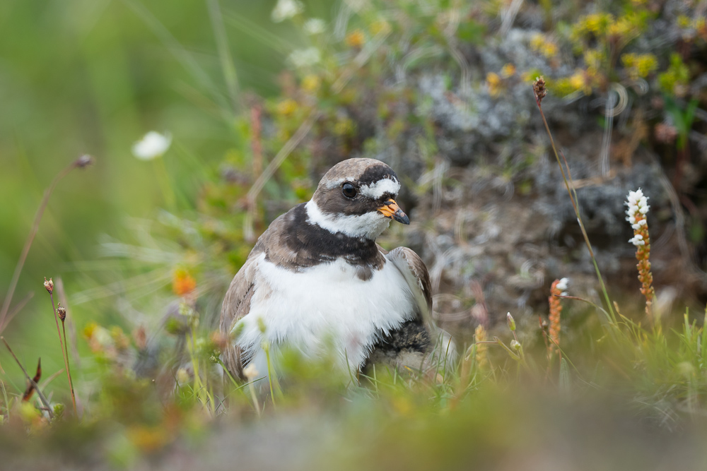 Kulík písečný - Charadrius hiaticula