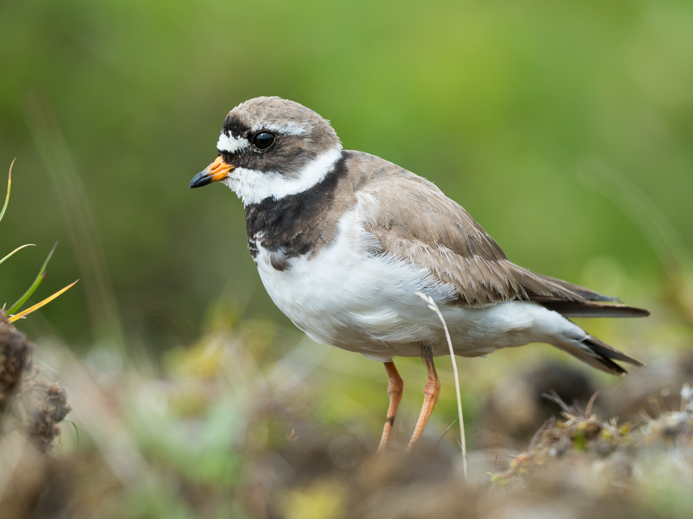 Kulík písečný - Charadrius hiaticula