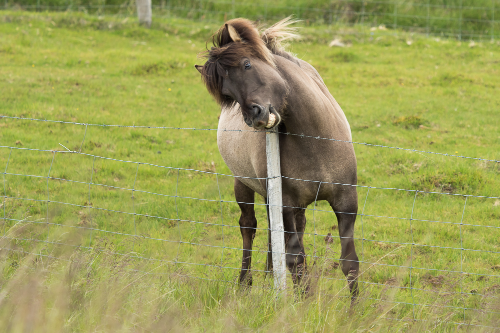 Islandský pony