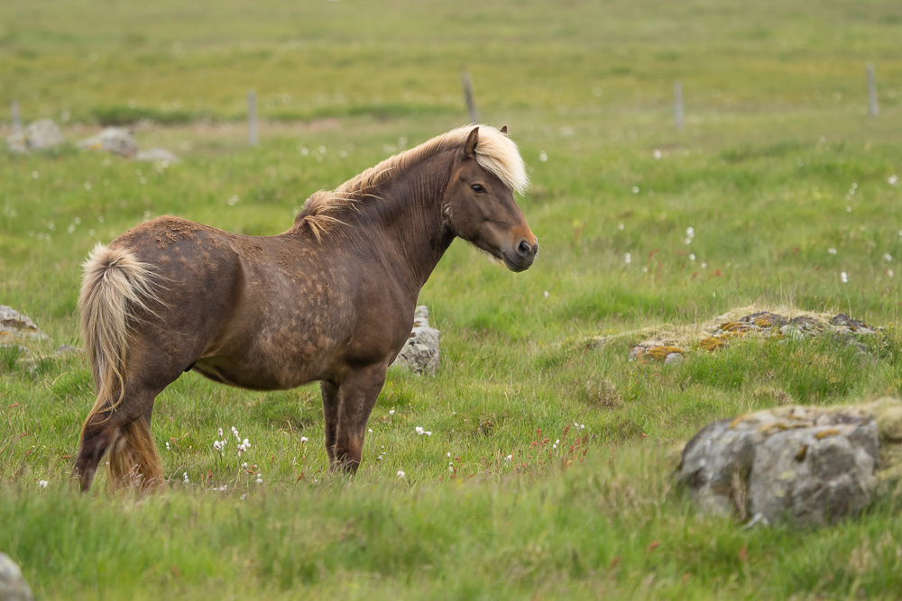 Islandský pony