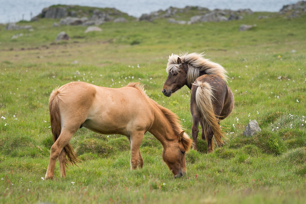 Islandský pony