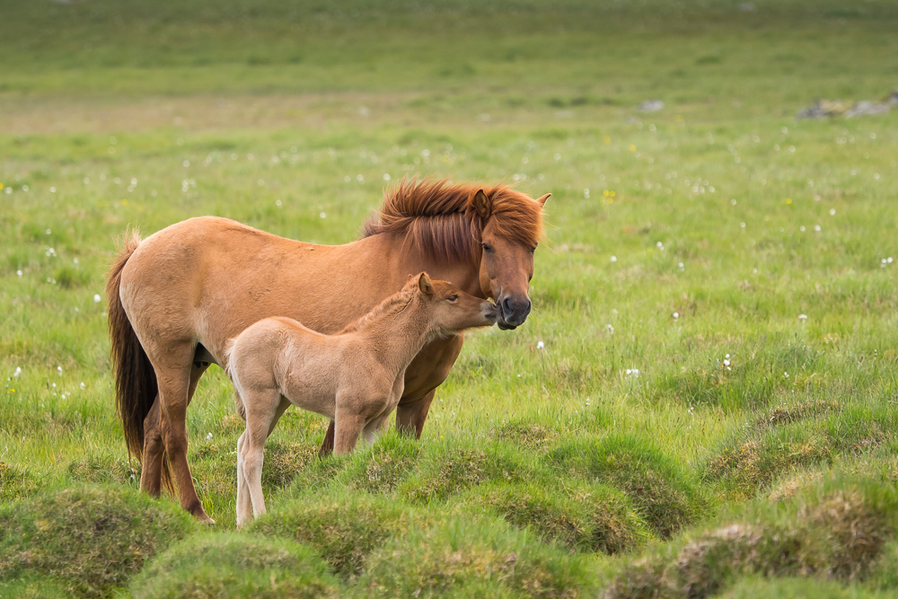 Islandský pony