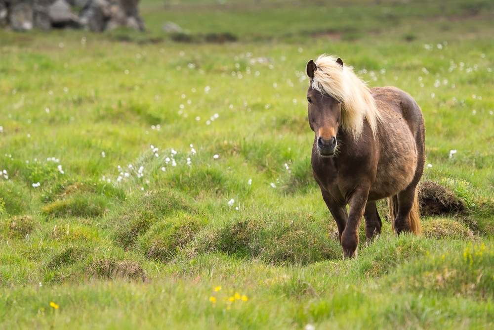 Islandský pony