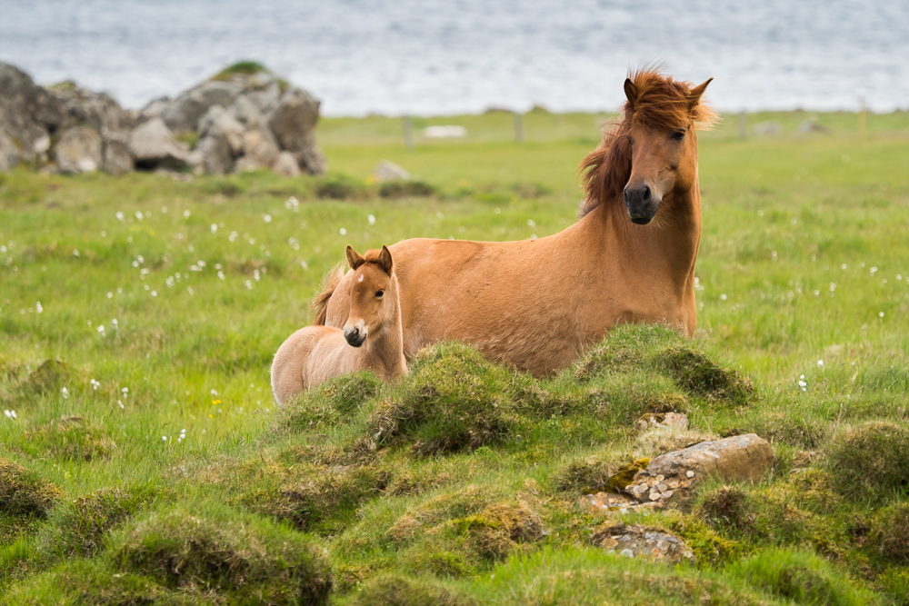 Islandský pony