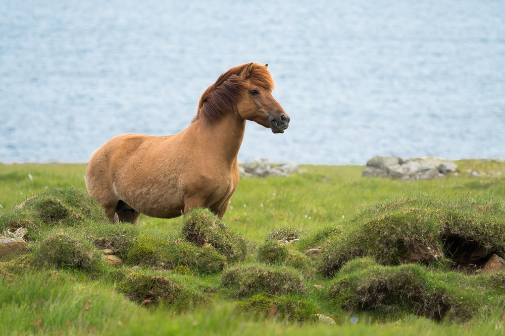 Islandský pony