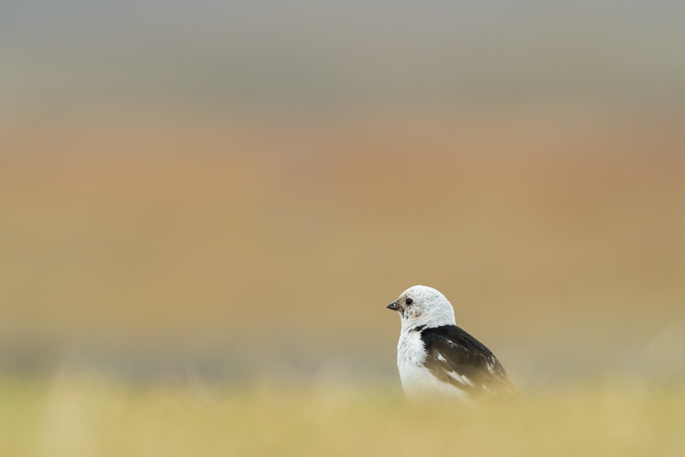 Sněhule severní islandská - 
Plectrophenax nivalis insulae