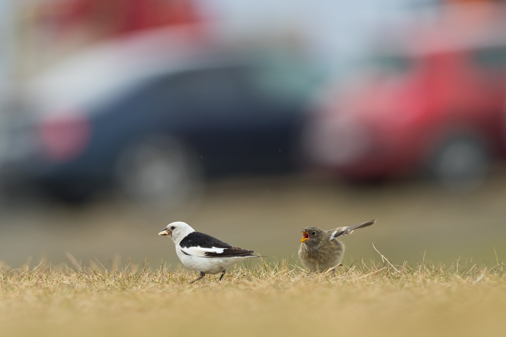 Sněhule severní islandská - 
Plectrophenax nivalis insulae