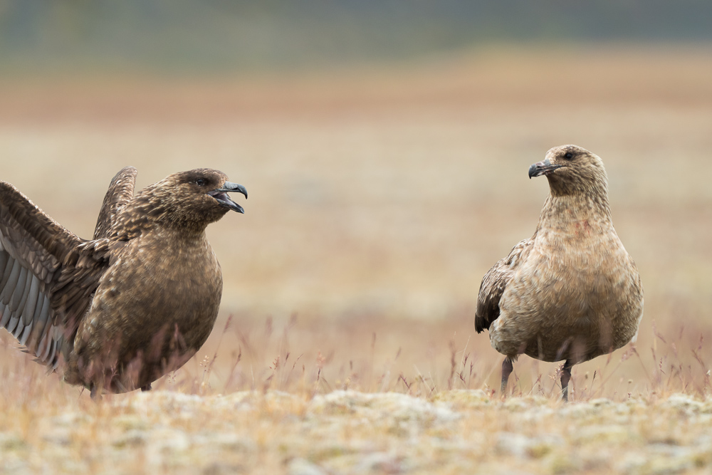 Chaluha velká - Catharacta skua