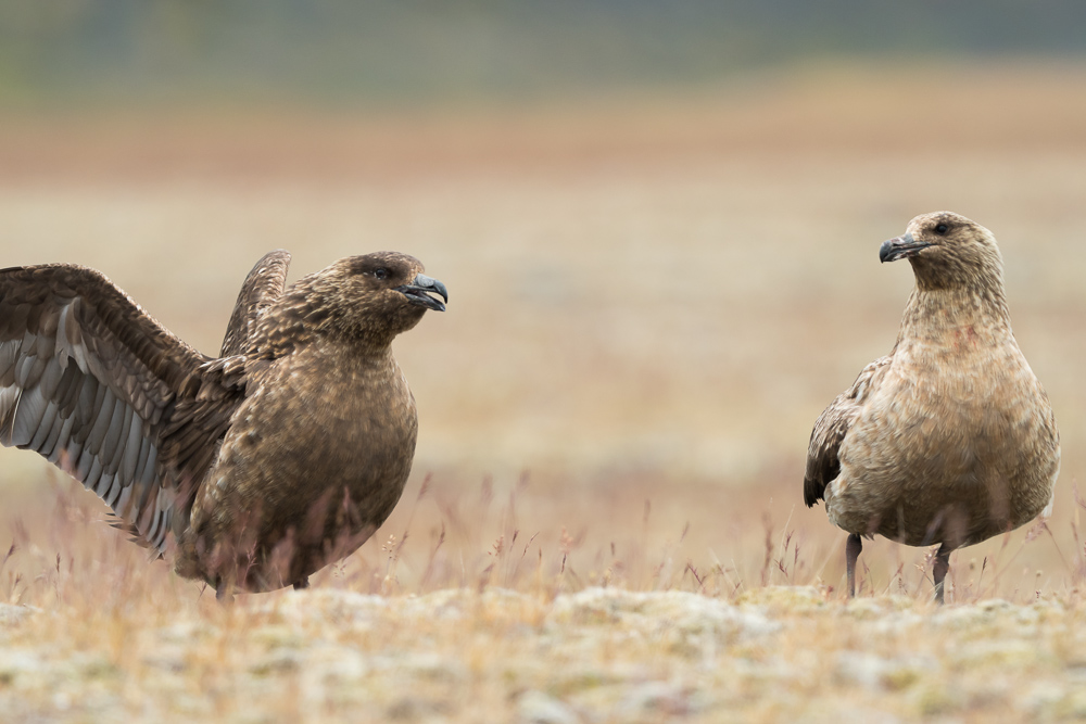 Chaluha velká - Catharacta skua