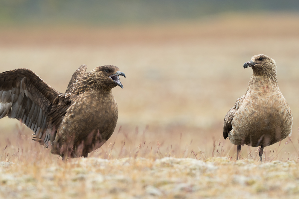 Chaluha velká - Catharacta skua