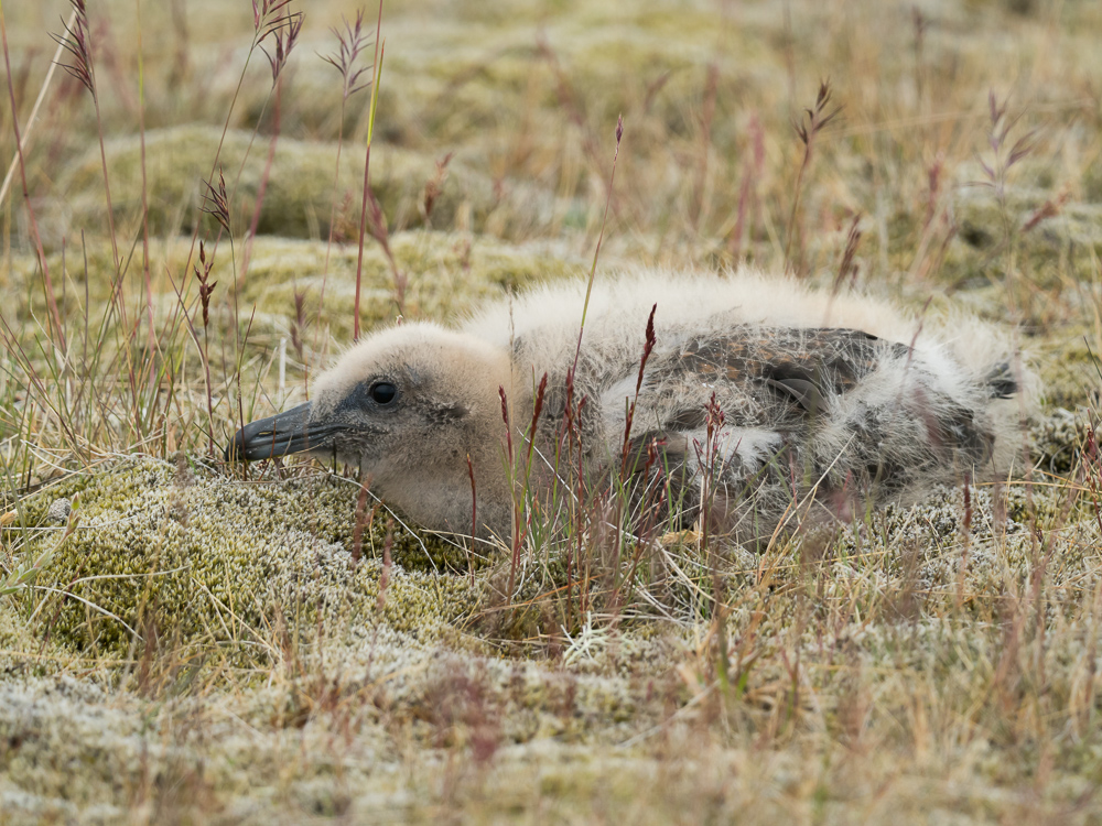 Chaluha velká - Catharacta skua