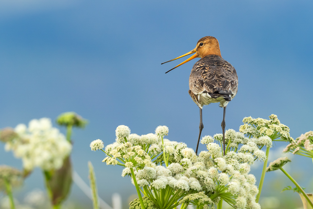 Břehouš černoocasý islandský - 
Limosa limosa islandica