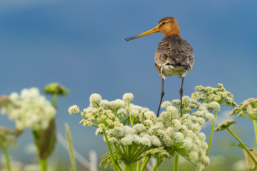 Břehouš černoocasý islandský - 
Limosa limosa islandica