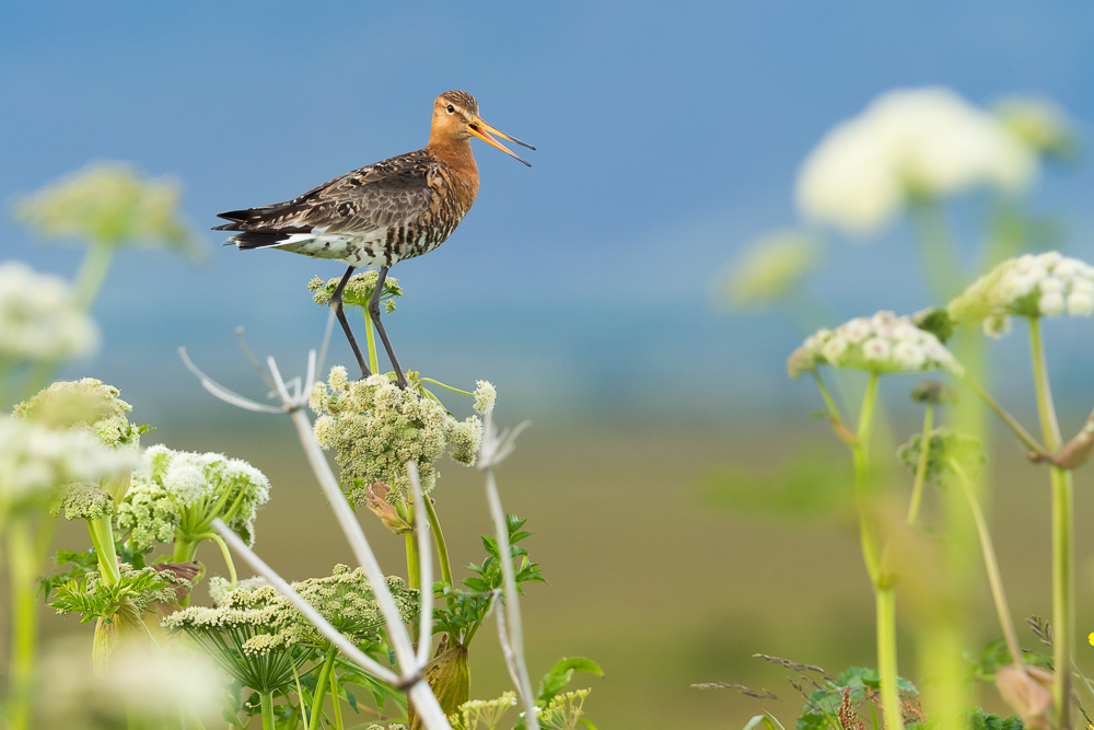 Břehouš černoocasý islandský - 
Limosa limosa islandica