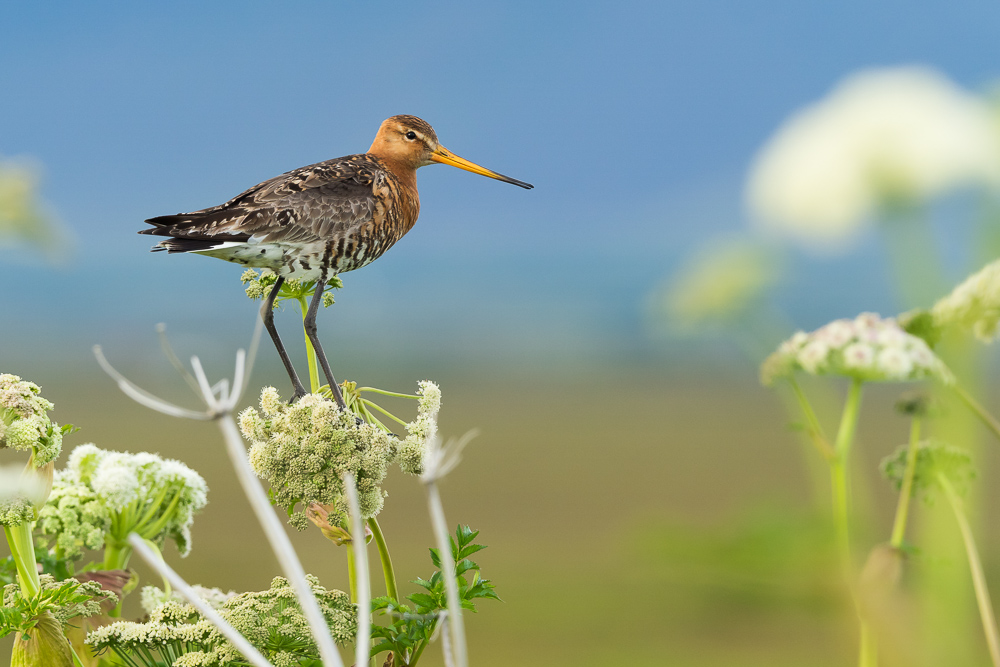 Břehouš černoocasý islandský - 
Limosa limosa islandica