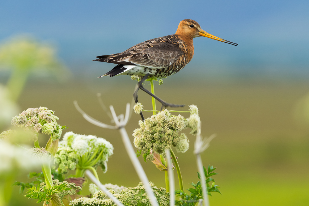 Břehouš černoocasý islandský - 
Limosa limosa islandica