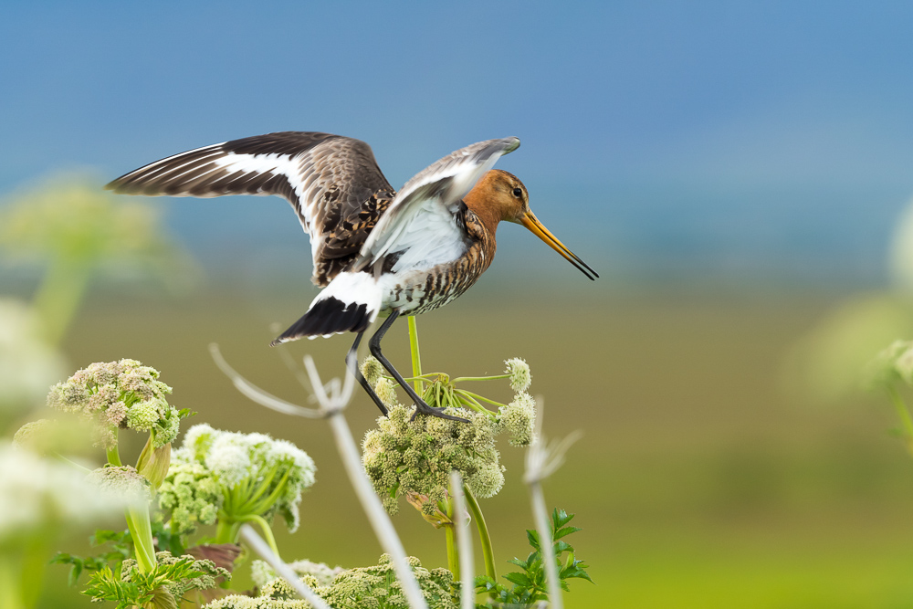 Břehouš černoocasý islandský - 
Limosa limosa islandica