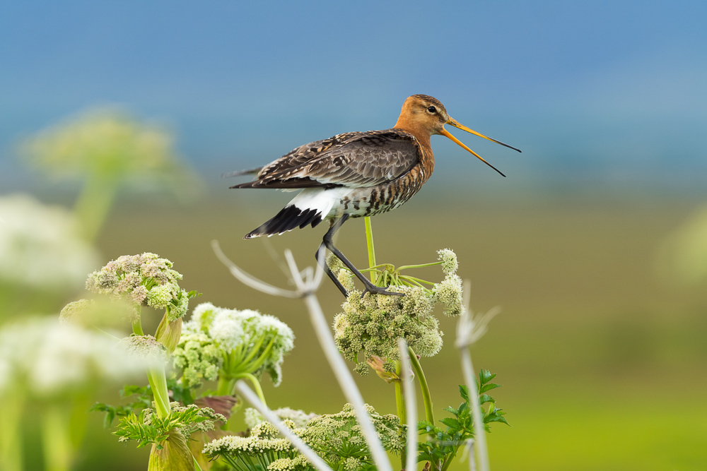 Břehouš černoocasý islandský - 
Limosa limosa islandica