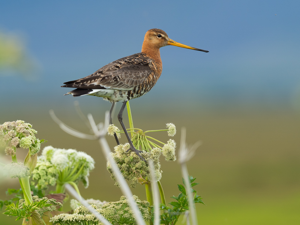 Břehouš černoocasý islandský - 
Limosa limosa islandica