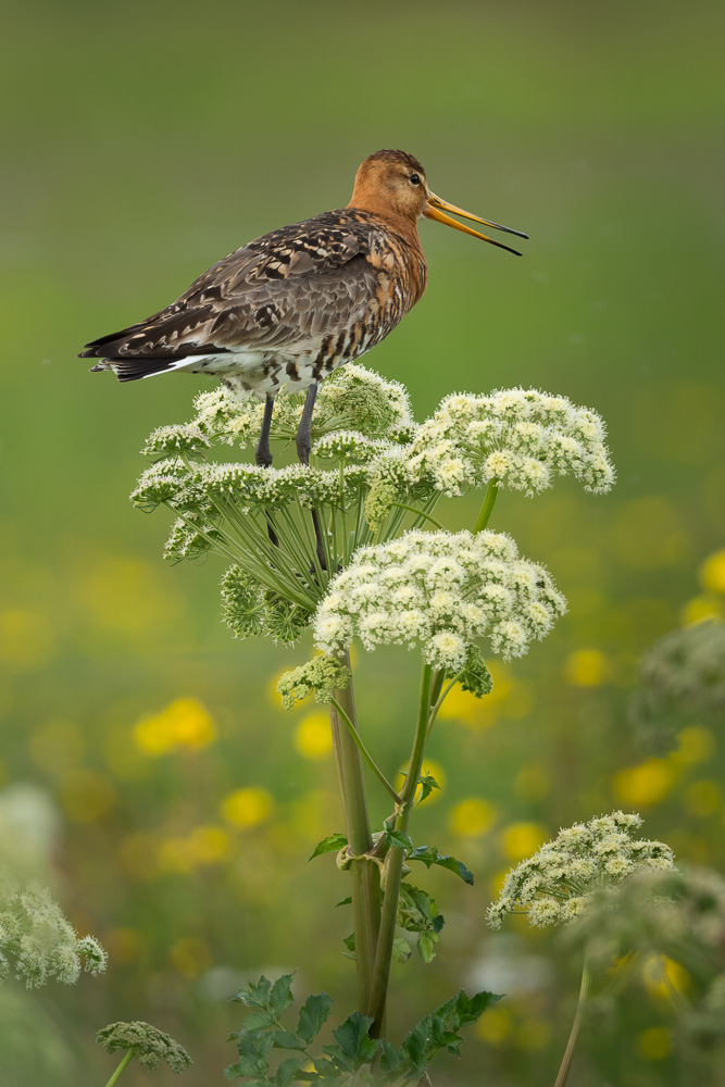 Břehouš černoocasý islandský - 
Limosa limosa islandica