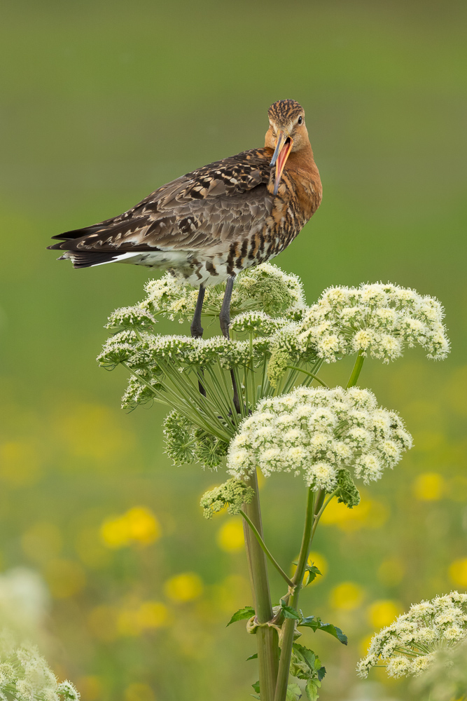 Břehouš černoocasý islandský - 
Limosa limosa islandica