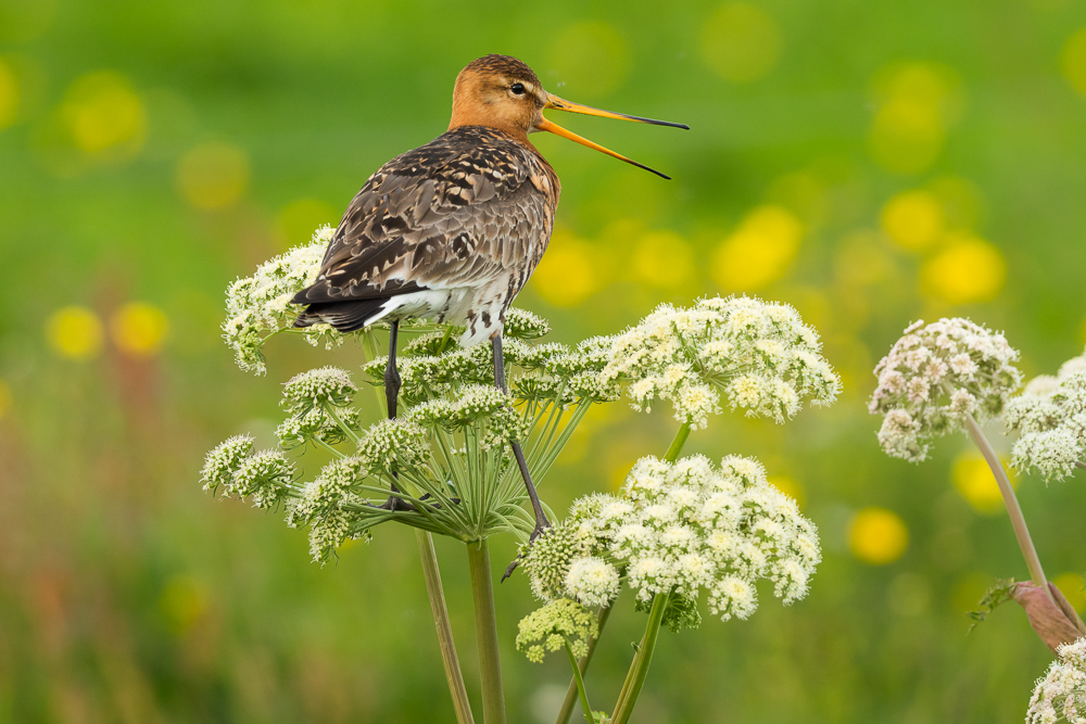 Břehouš černoocasý islandský - 
Limosa limosa islandica