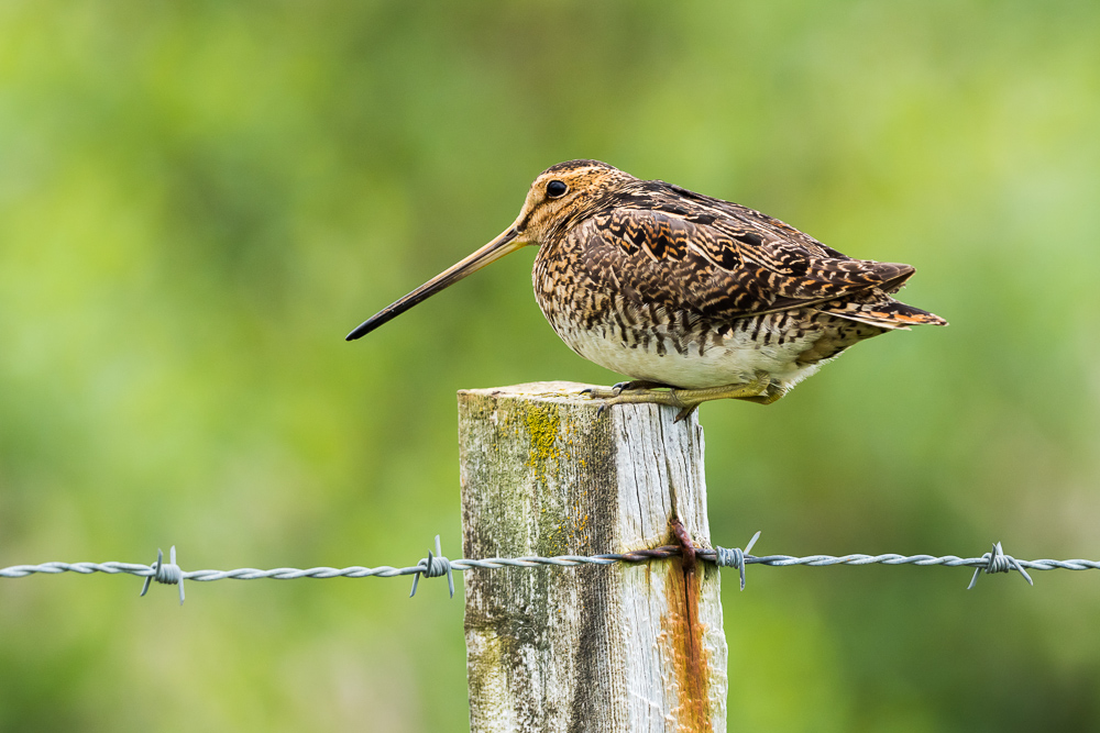 Bekasina otavní islandská - 
Gallinago gallinago faeroeensis