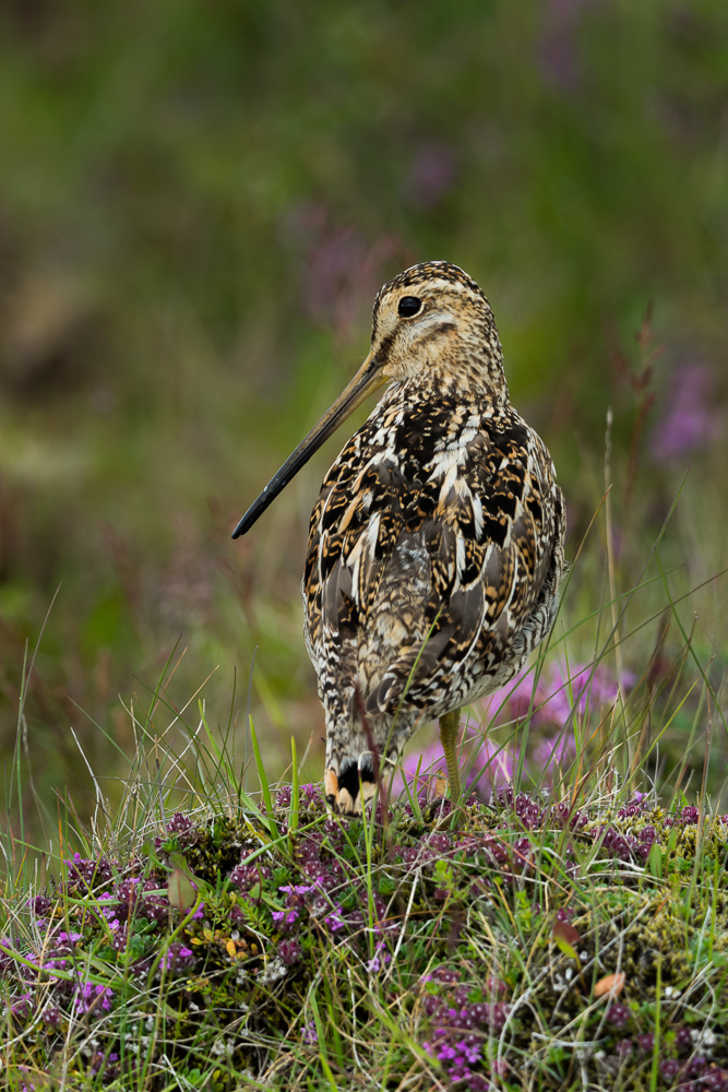 Bekasina otavní islandská - 
Gallinago gallinago faeroeensis