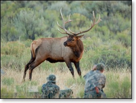 Fotografov&aacute;n&iacute; jelenů wapiti v Yellowstone N.P.
